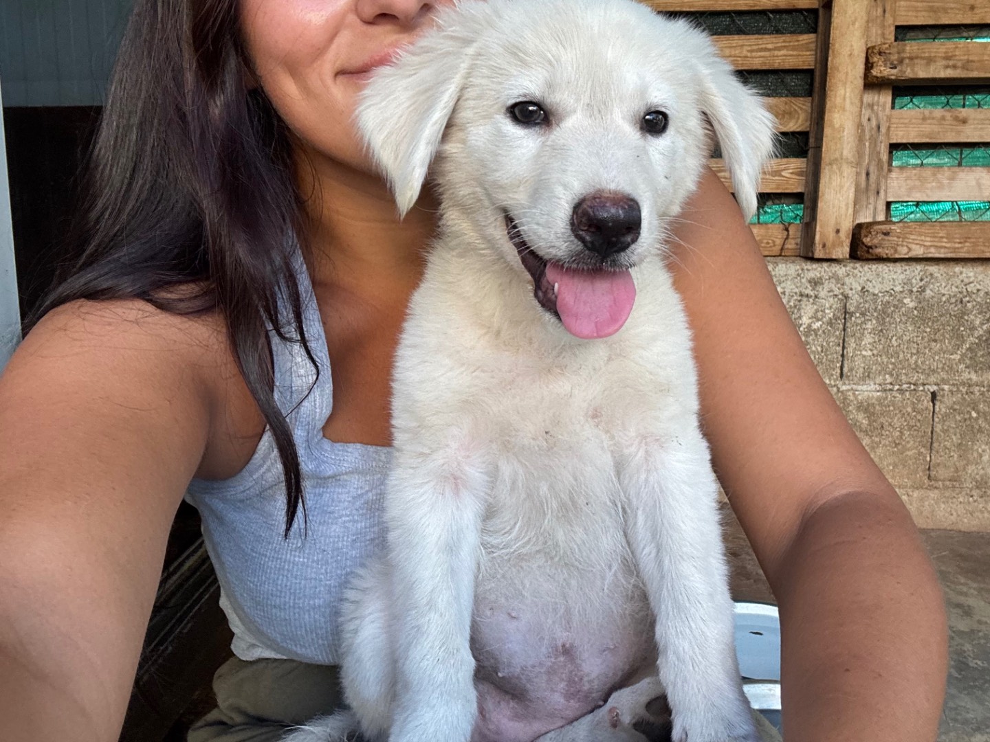Adozione cane, femmina, Razza sconosciuta Razza sconosciuta, 3 mesi, taglia media, Catanzaro