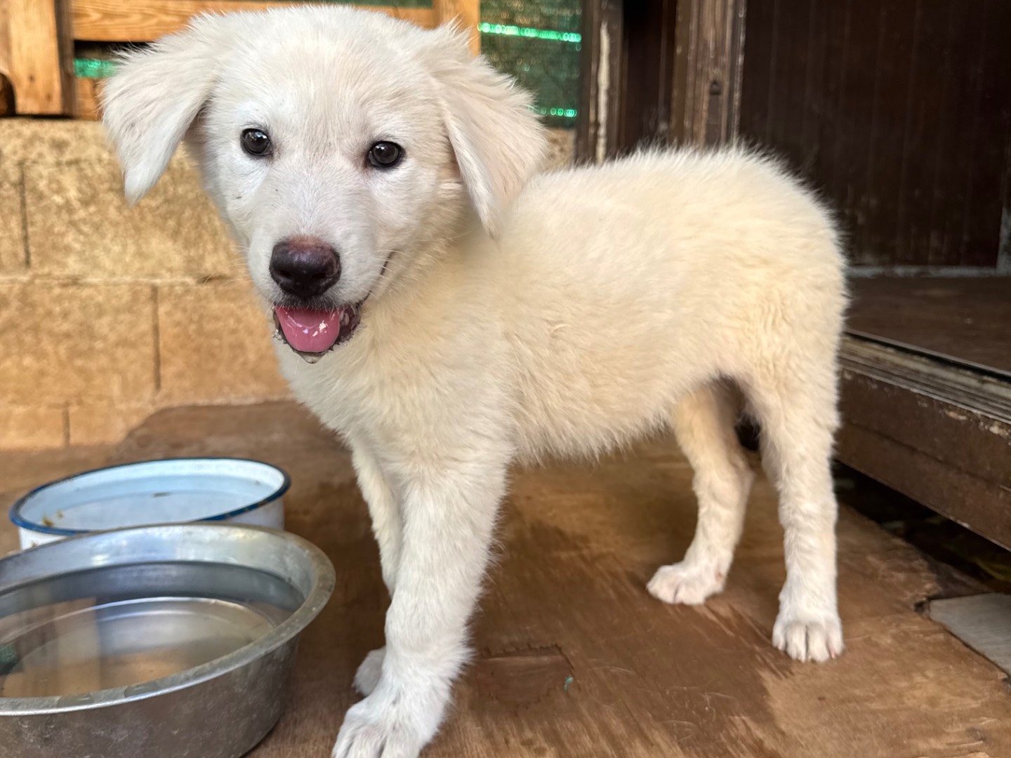 Adotta un cane, femmina, 3 mesi, Catanzaro