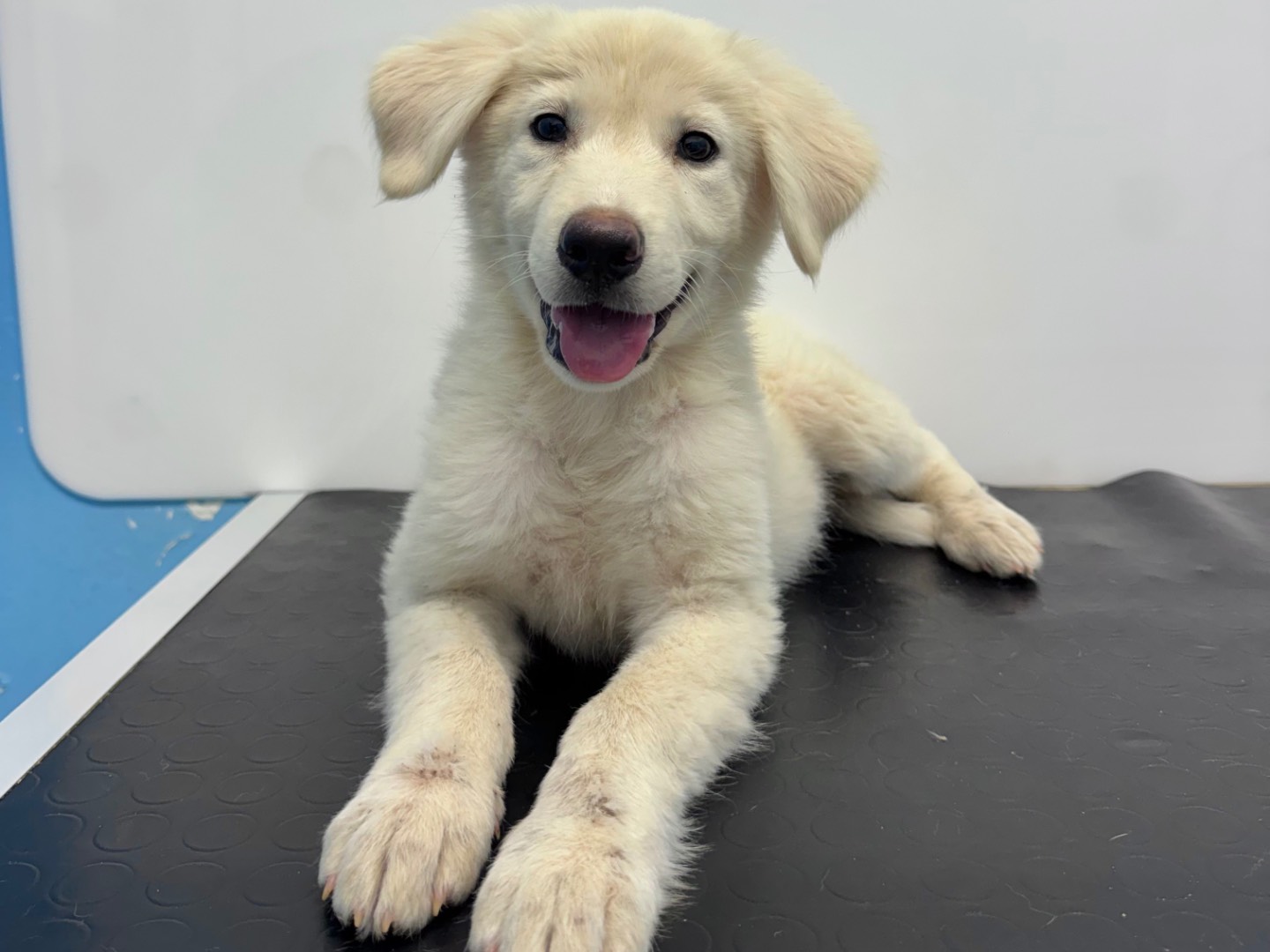 Adotta un cane, taglia media, femmina, Catanzaro