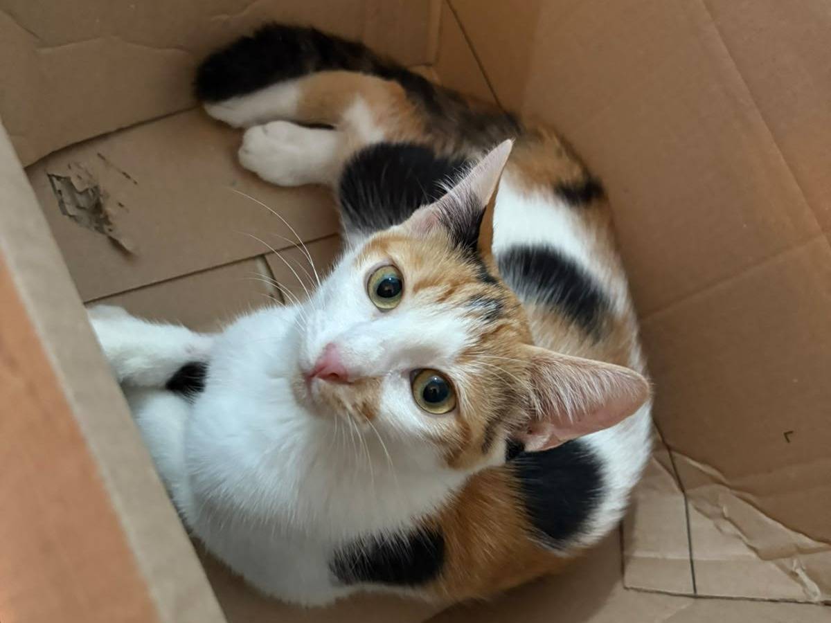 Vuoi adottare un gatto a Napoli?