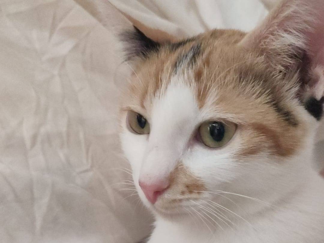 Adotta il gatto Bignè a Napoli