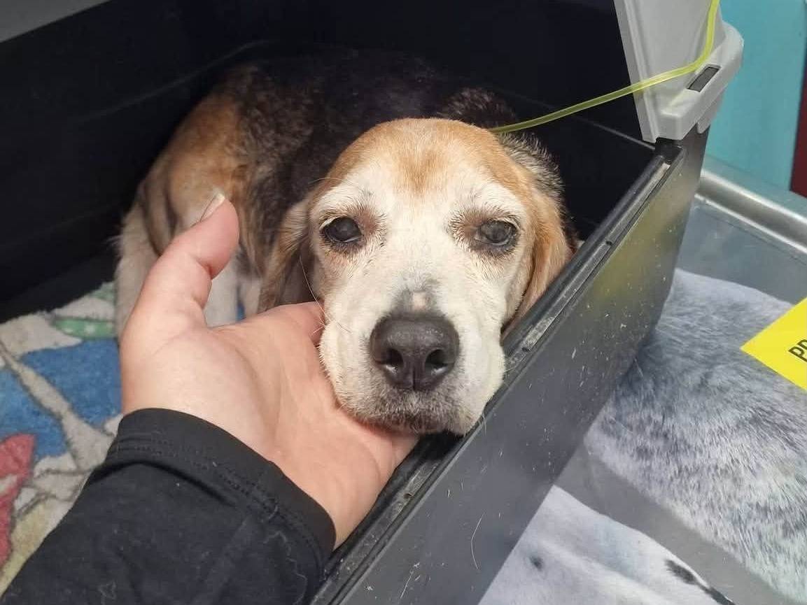 Vuoi adottare un cane a Siracusa?