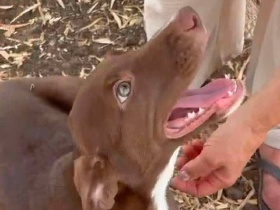 Foto 3 dell'animale