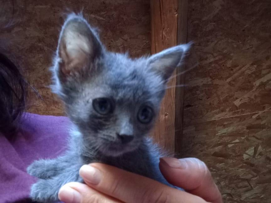 Adotta un gatto, femmina, 1 mese, Alessandria