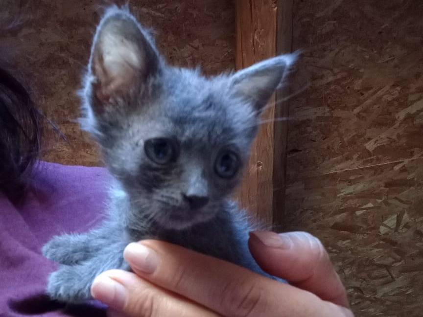 Adozione gatto, femmina, Razza sconosciuta Razza sconosciuta, 1 mese, taglia non valida, Firenze