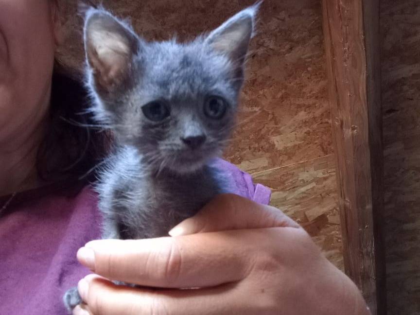 Adotta un gatto, femmina, 1 mese, Firenze