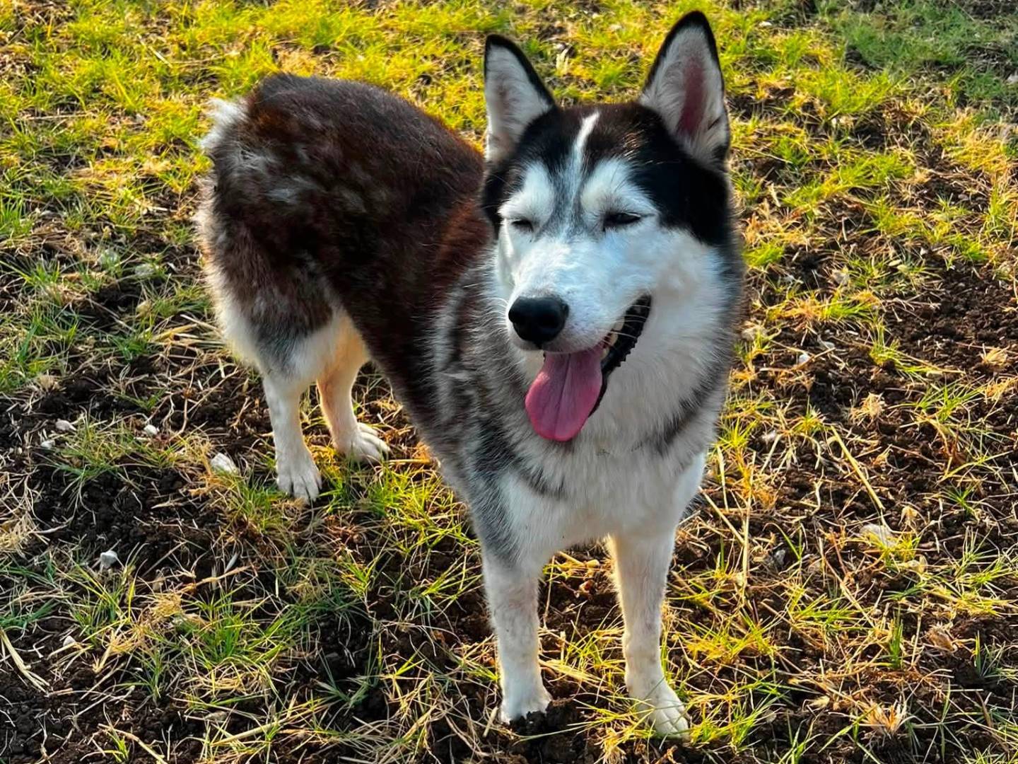Vuoi adottare un cane a Siracusa?