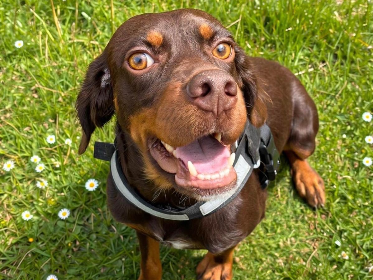Vuoi adottare un cane a Siracusa?