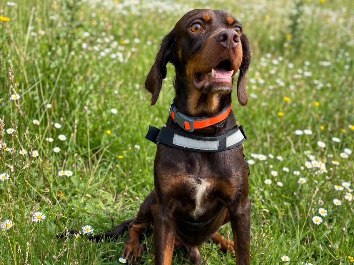 Adotta il cane COFFEE a Siracusa