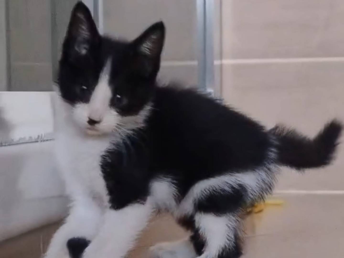Adozione gatto, maschio, Razza sconosciuta Razza sconosciuta, 1 mese, taglia non valida, Napoli