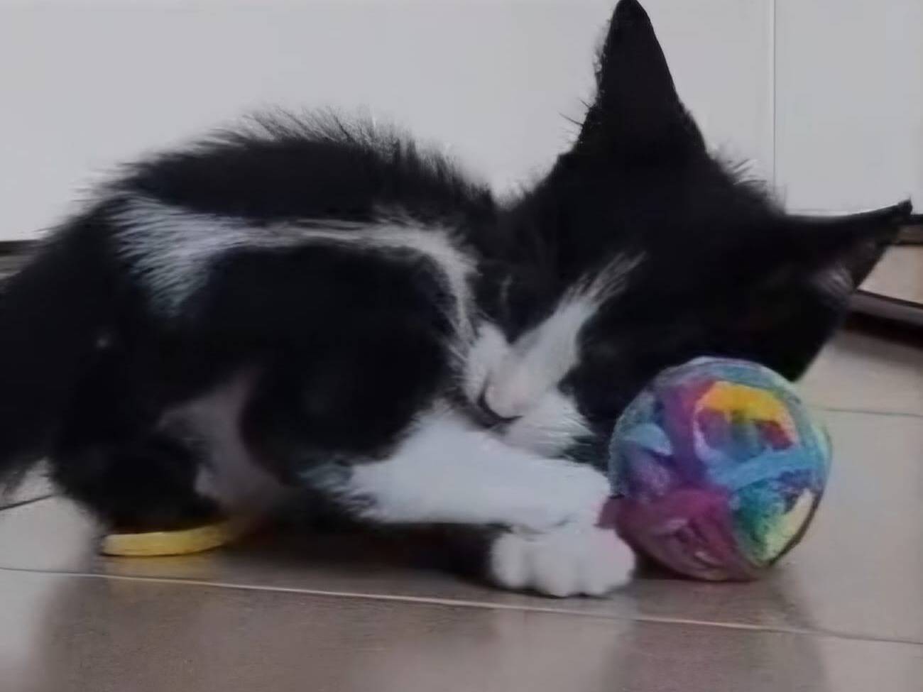 Adotta un gatto, maschio, 1 mese, Napoli