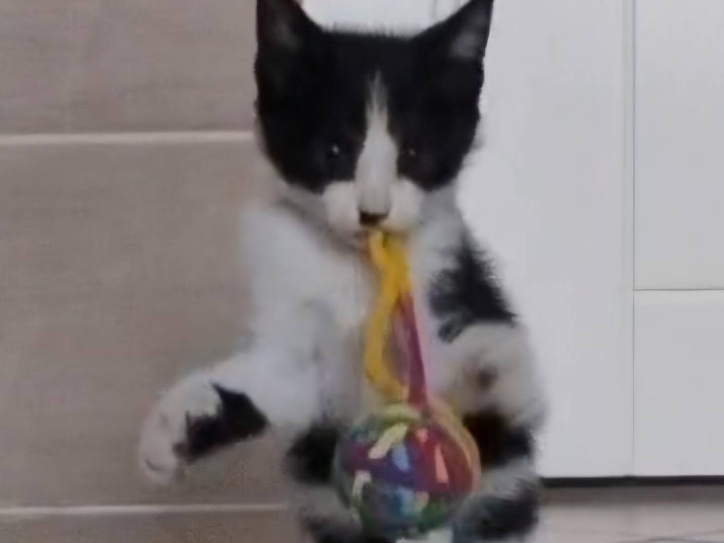 Adotta un gatto, taglia non valida, maschio, Napoli