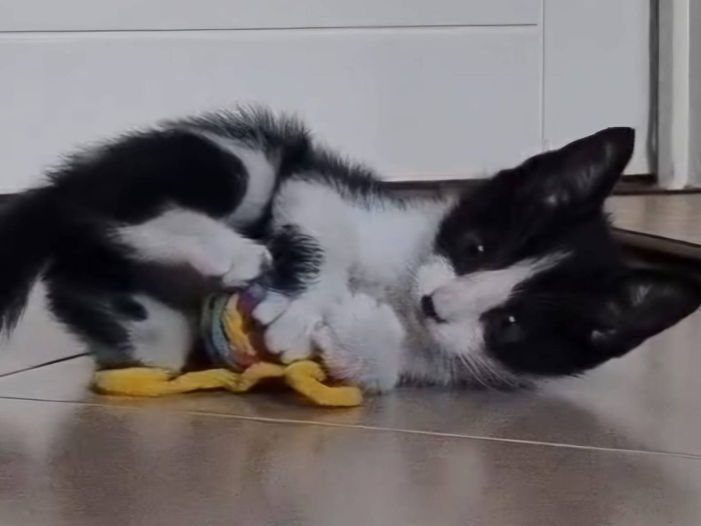 Vuoi adottare un gatto a Napoli?