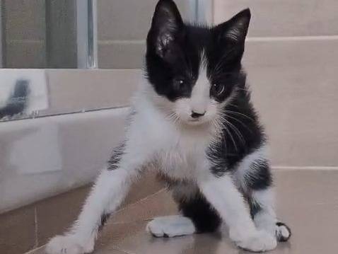 Adotta il gatto Romeo a Napoli