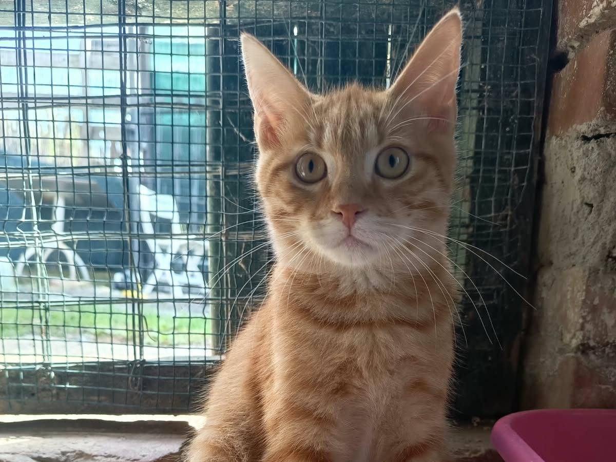 Adozione gatto, maschio, Razza sconosciuta Razza sconosciuta, 4 mesi, taglia non valida, Firenze