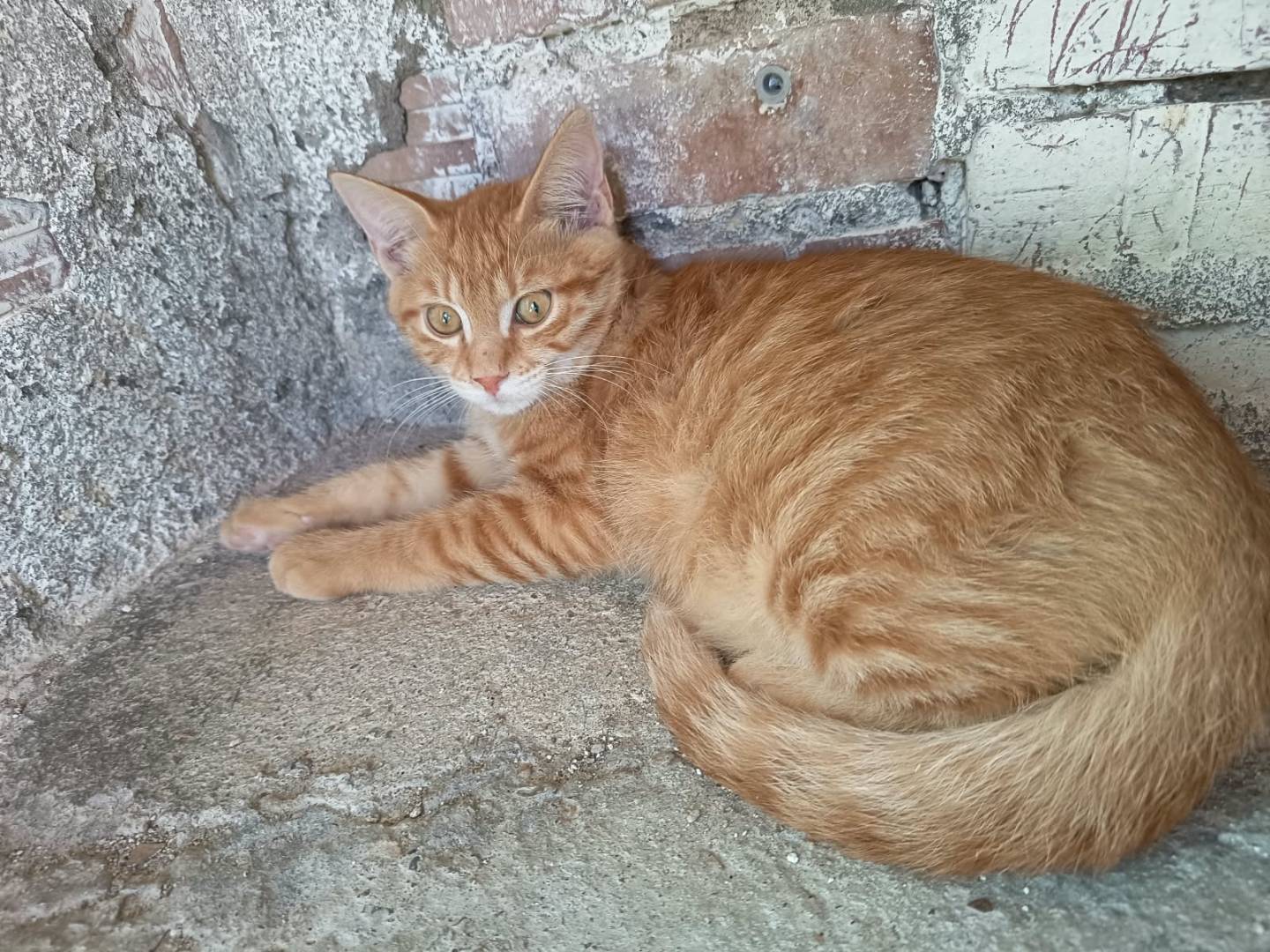 Adotta un gatto, maschio, 4 mesi, Firenze