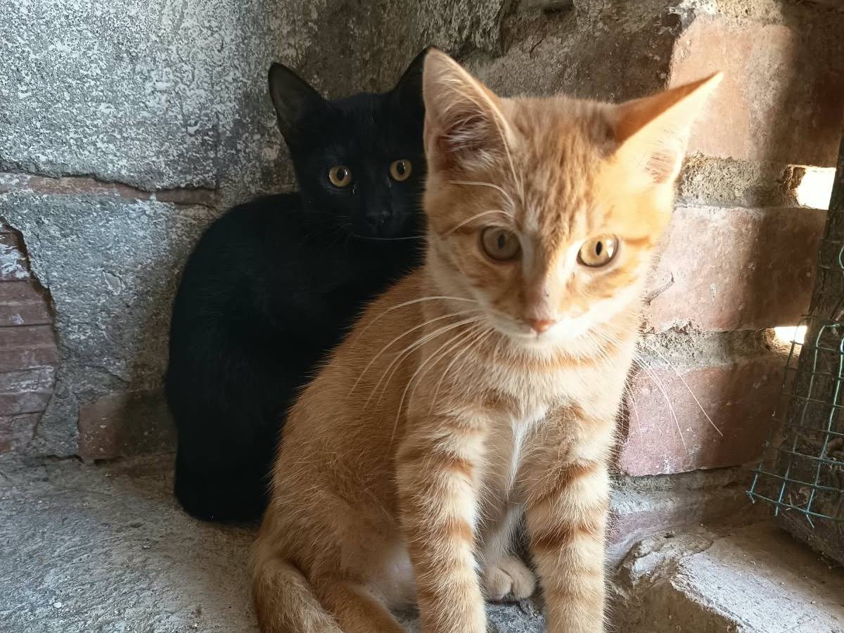 Adotta un gatto, taglia non valida, maschio, Firenze