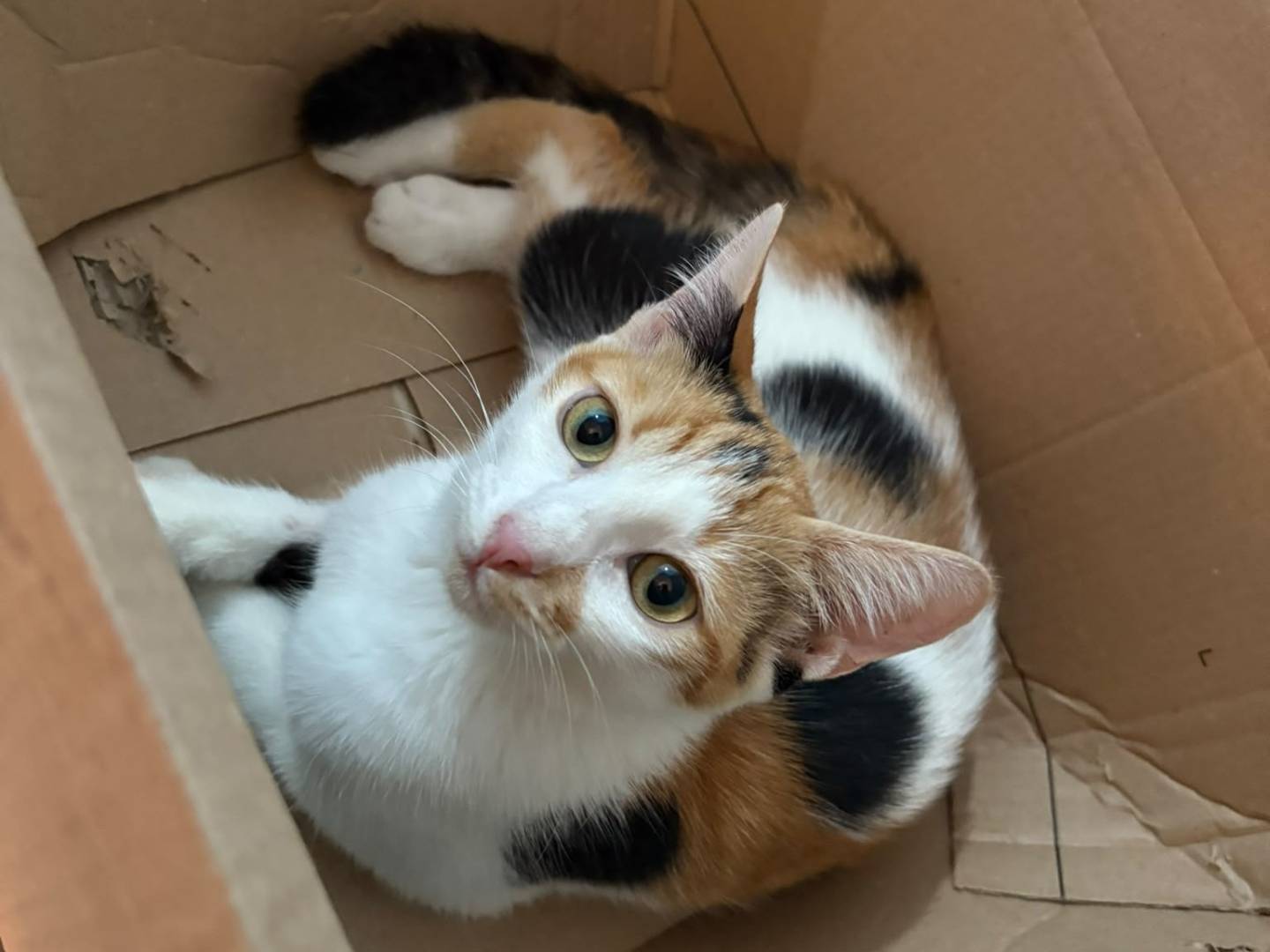 Adotta un gatto, femmina, 6 mesi, Napoli