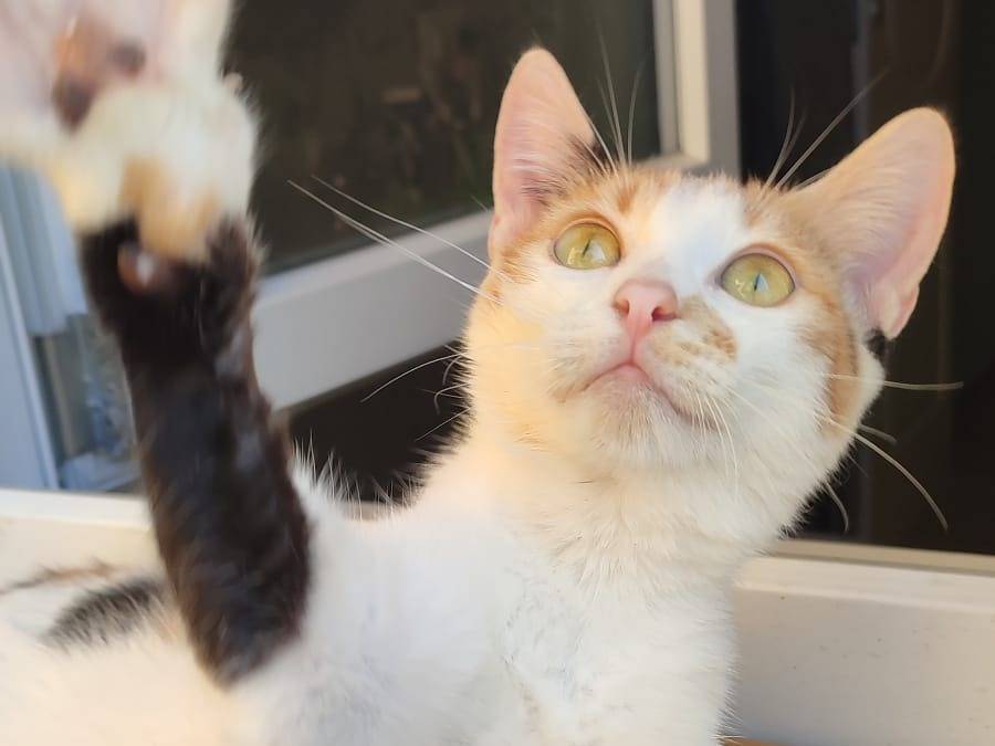 Adotta un gatto, taglia non valida, femmina, Napoli