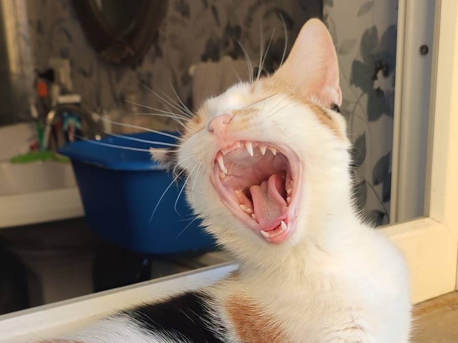 Vuoi adottare un gatto a Napoli?