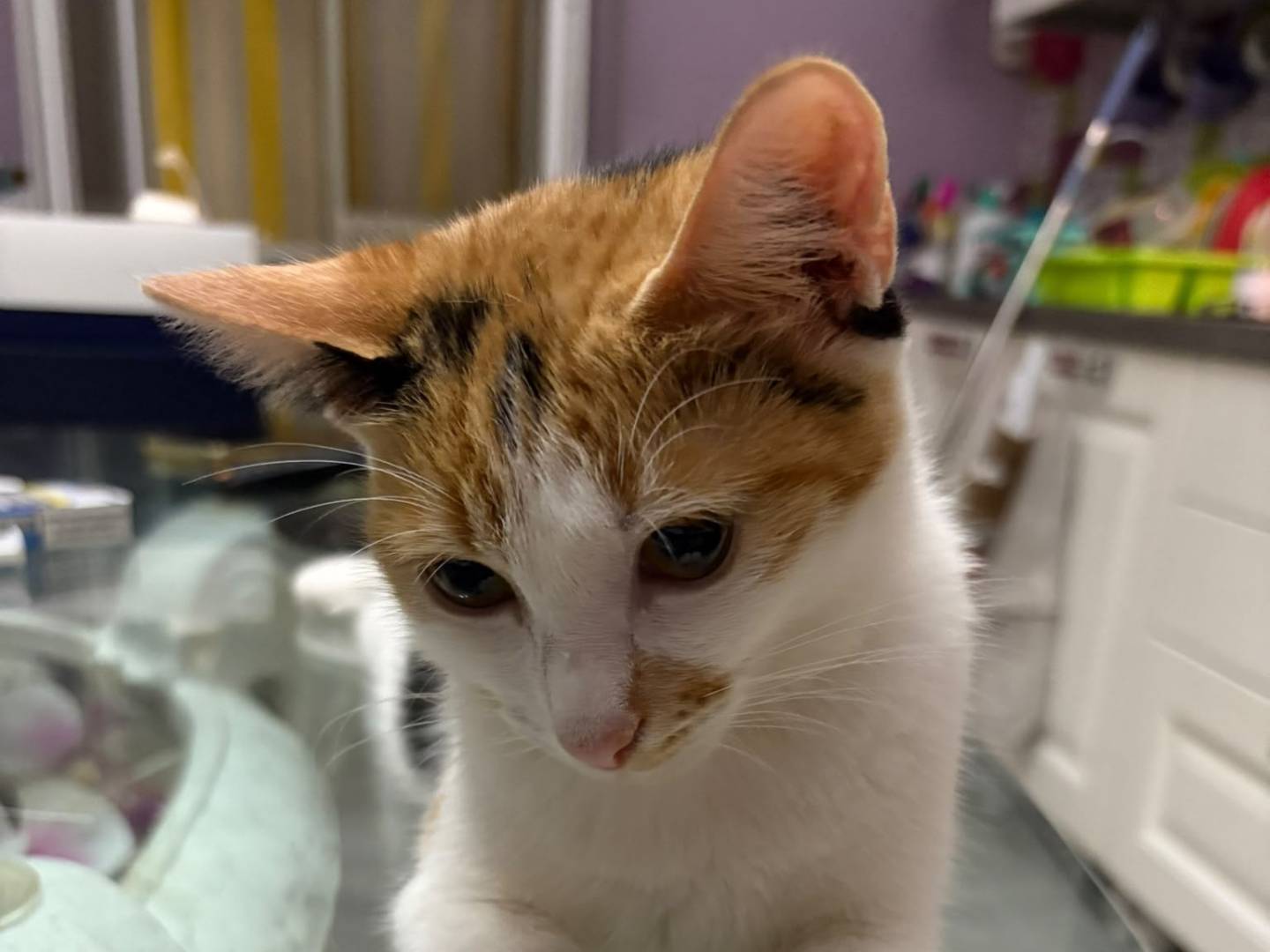 Adotta il gatto Bignè a Napoli