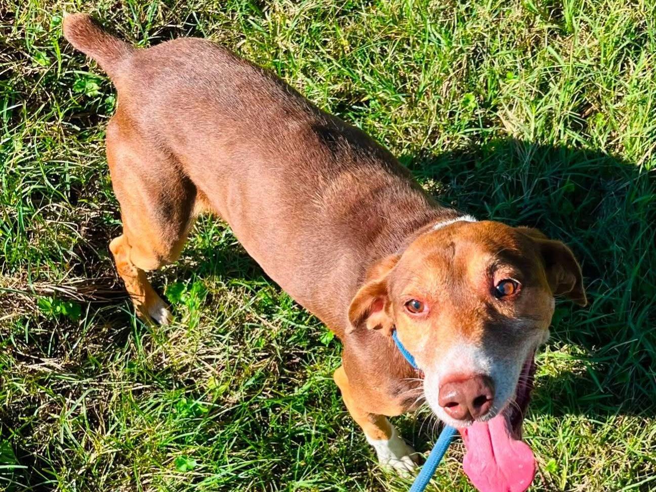 Adozione cane, maschio, Segugio maremmano Segugio maremmano, 9 anni e 8 mesi, taglia media, Piacenza