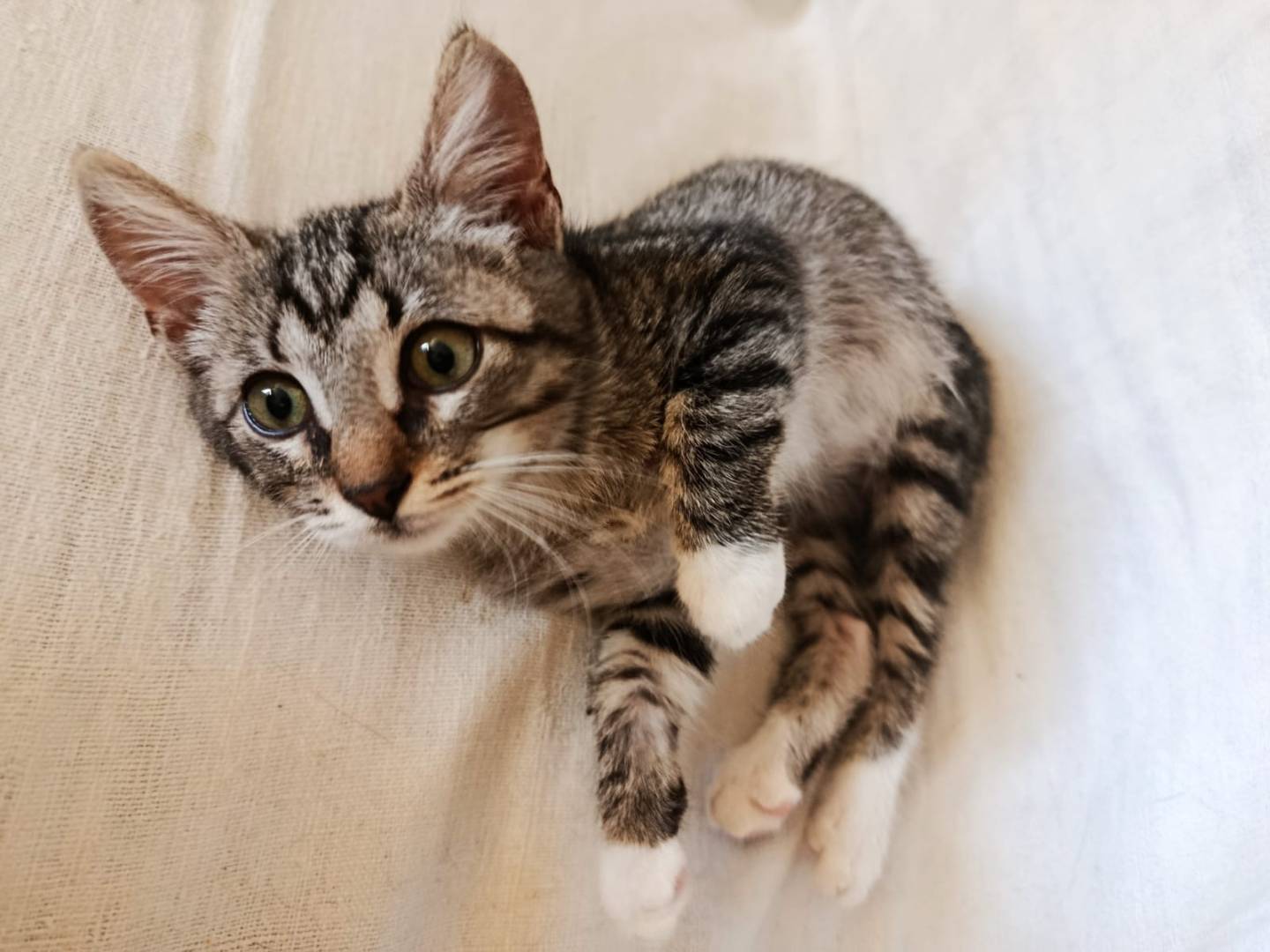 Adozione gatto, maschio, Razza sconosciuta Razza sconosciuta, 2 mesi, taglia non valida, Roma
