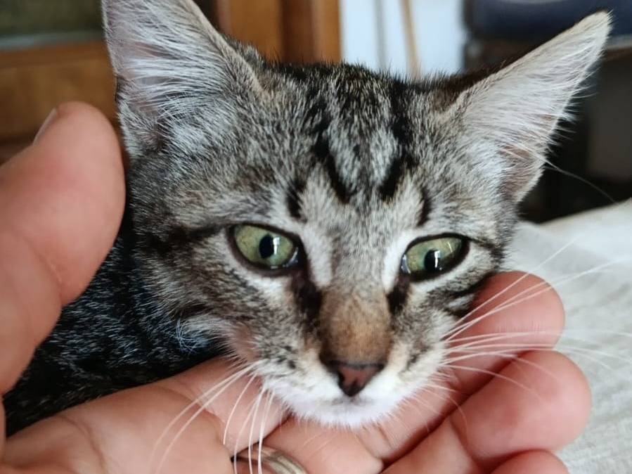 Adotta un gatto, maschio, 2 mesi, Roma