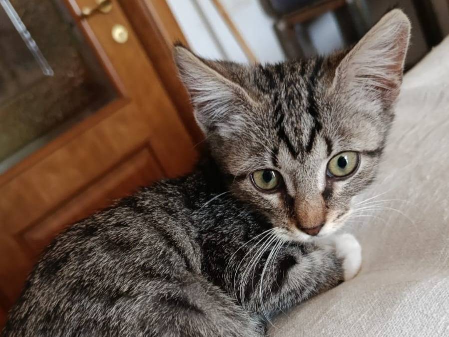 Adotta un gatto, taglia non valida, maschio, Roma