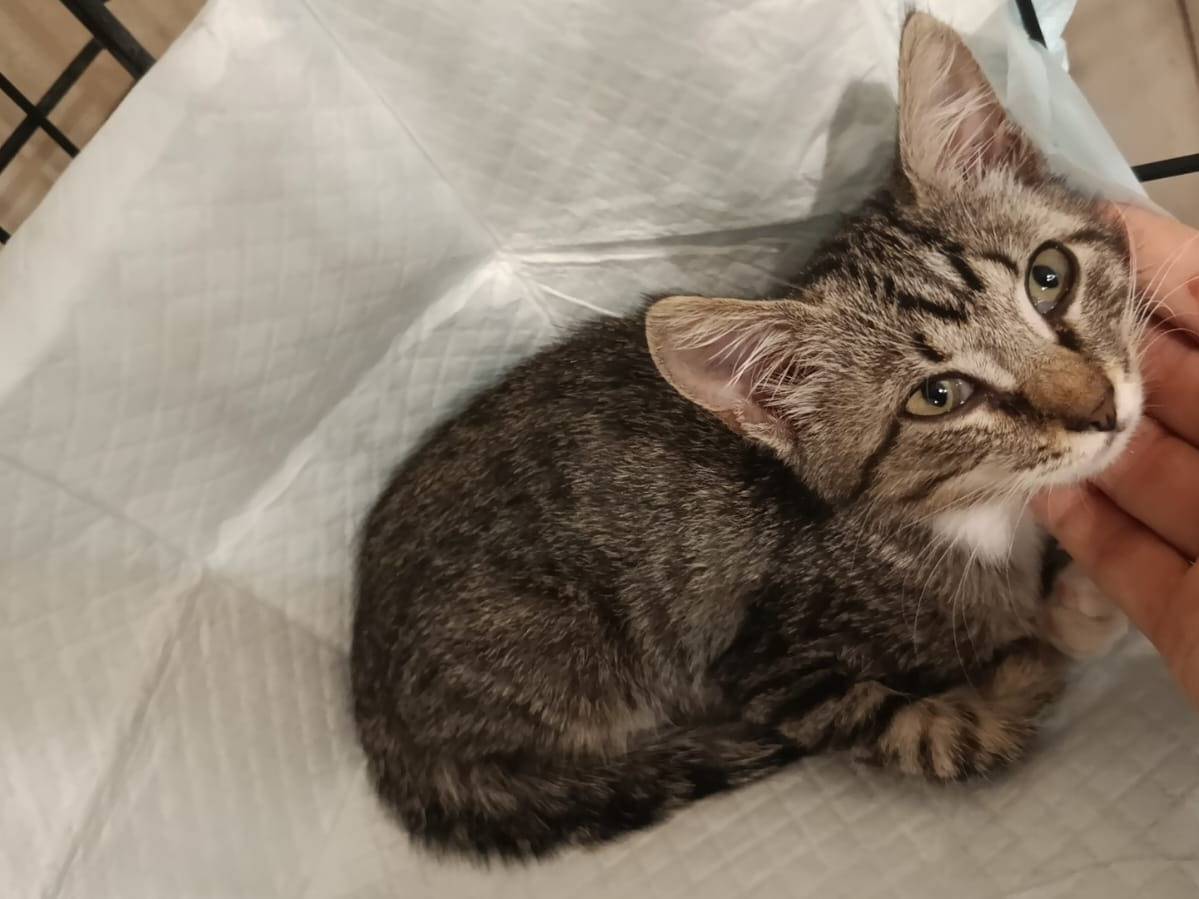 Vuoi adottare un gatto a Roma?