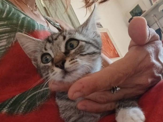 Adotta il gatto Mirko a Roma