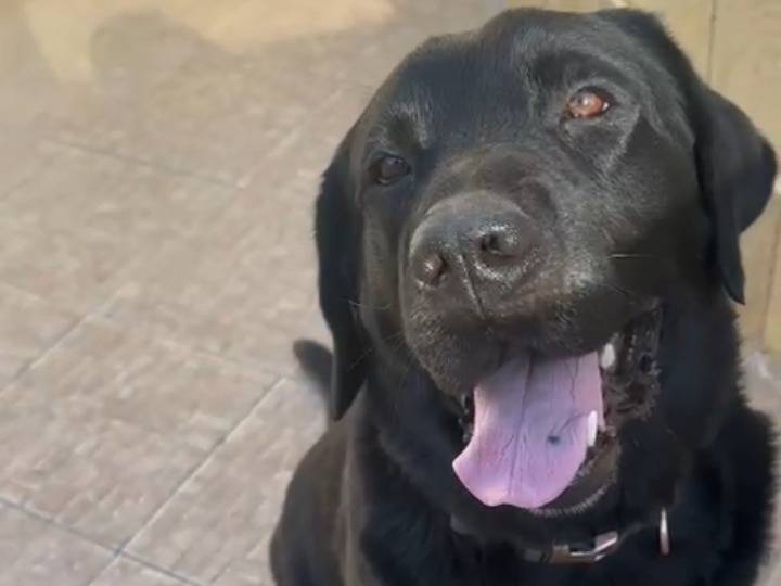 Adotta il cane Ettore a Bergamo