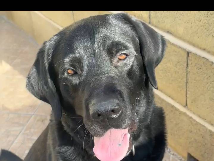 Vuoi adottare un cane a Bergamo?