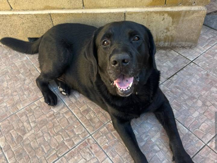 Adotta un cane, maschio, 5 anni e 1 mese, Bergamo