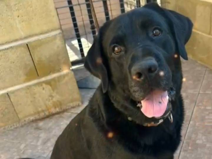 Adotta un cane, taglia grande, maschio, Bergamo
