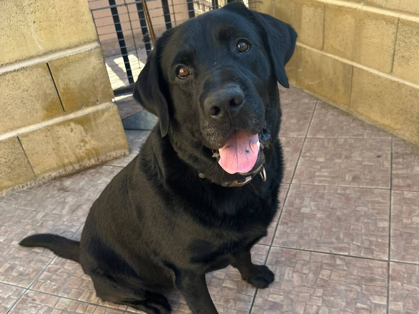 Adozione cane, maschio, Labrador Retriever Razza sconosciuta, 5 anni e 1 mese, taglia grande, Bergamo