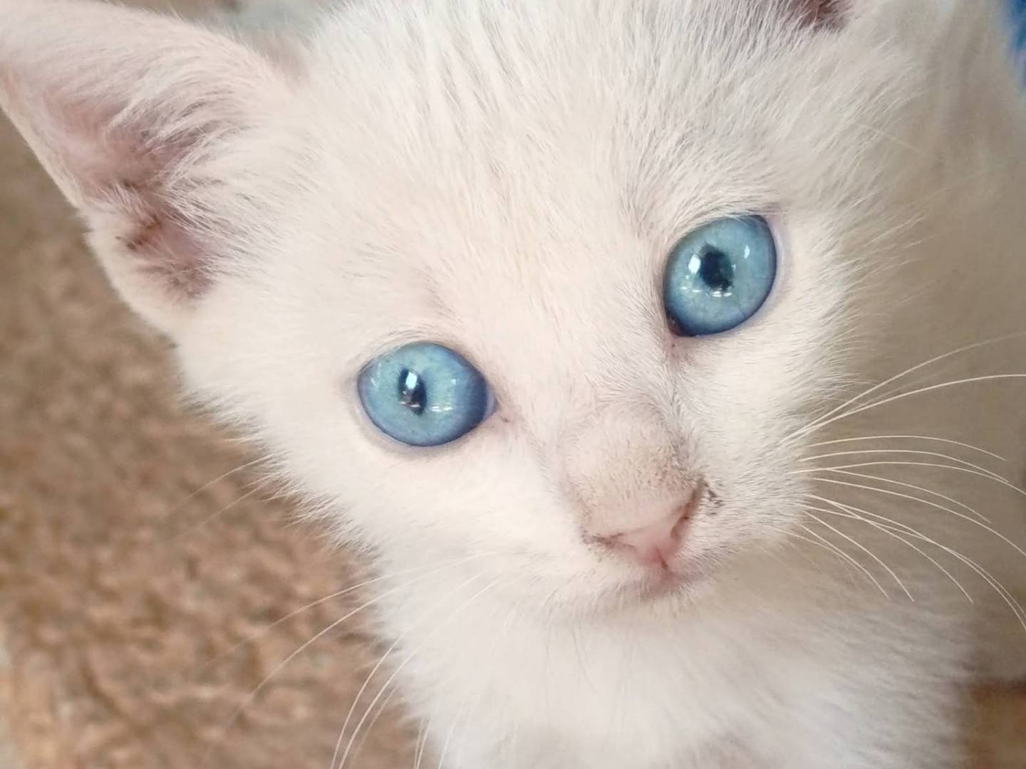 Adozione gatto, maschio, Razza sconosciuta Razza sconosciuta, 3 mesi, taglia non valida, Bari