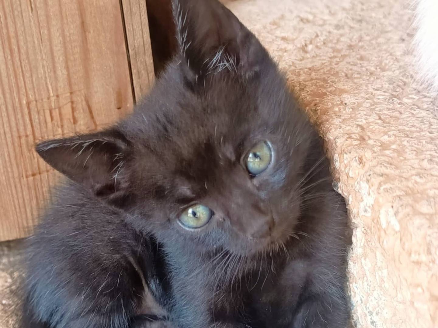 Adozione gatto, femmina, Razza sconosciuta Razza sconosciuta, 3 mesi, taglia non valida, Bari