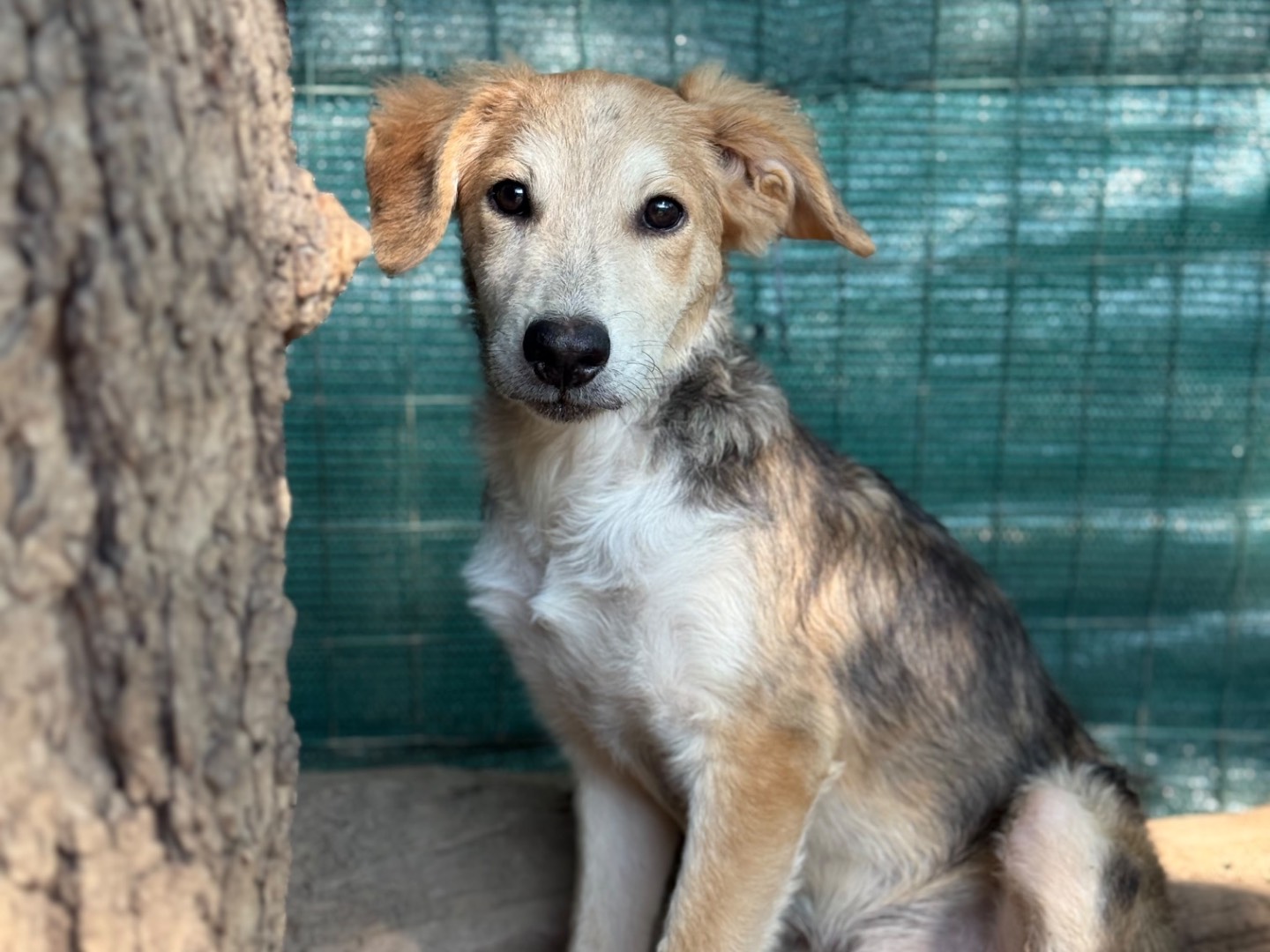 Adozione cane, maschio, Razza sconosciuta Razza sconosciuta, 4 mesi, taglia media, Milano