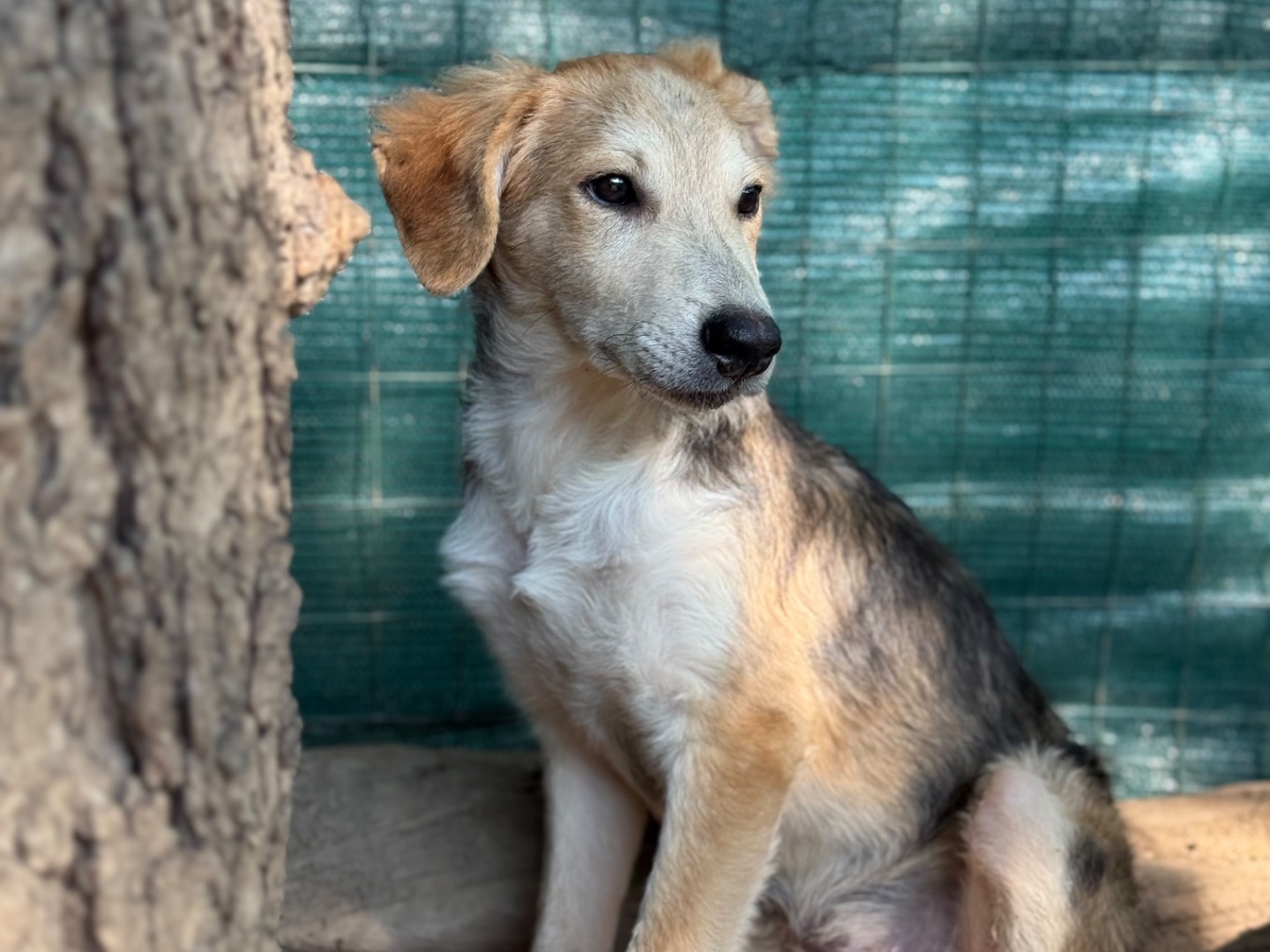 Adotta un cane, maschio, 4 mesi, Milano