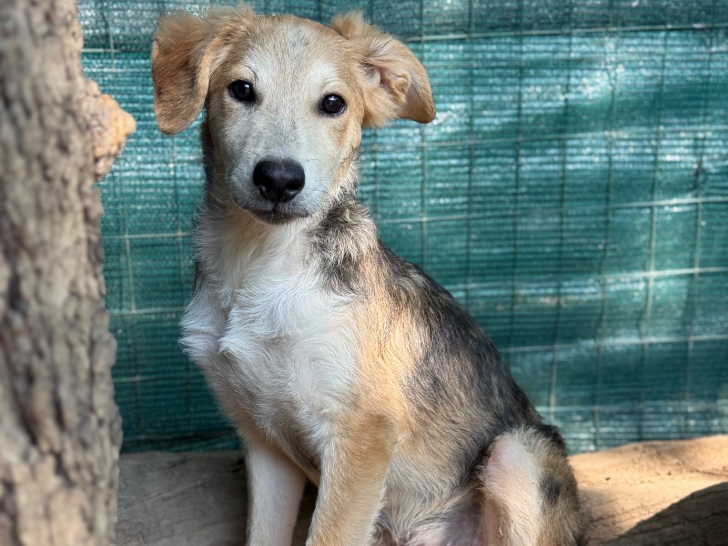 Adotta un cane, taglia media, maschio, Milano
