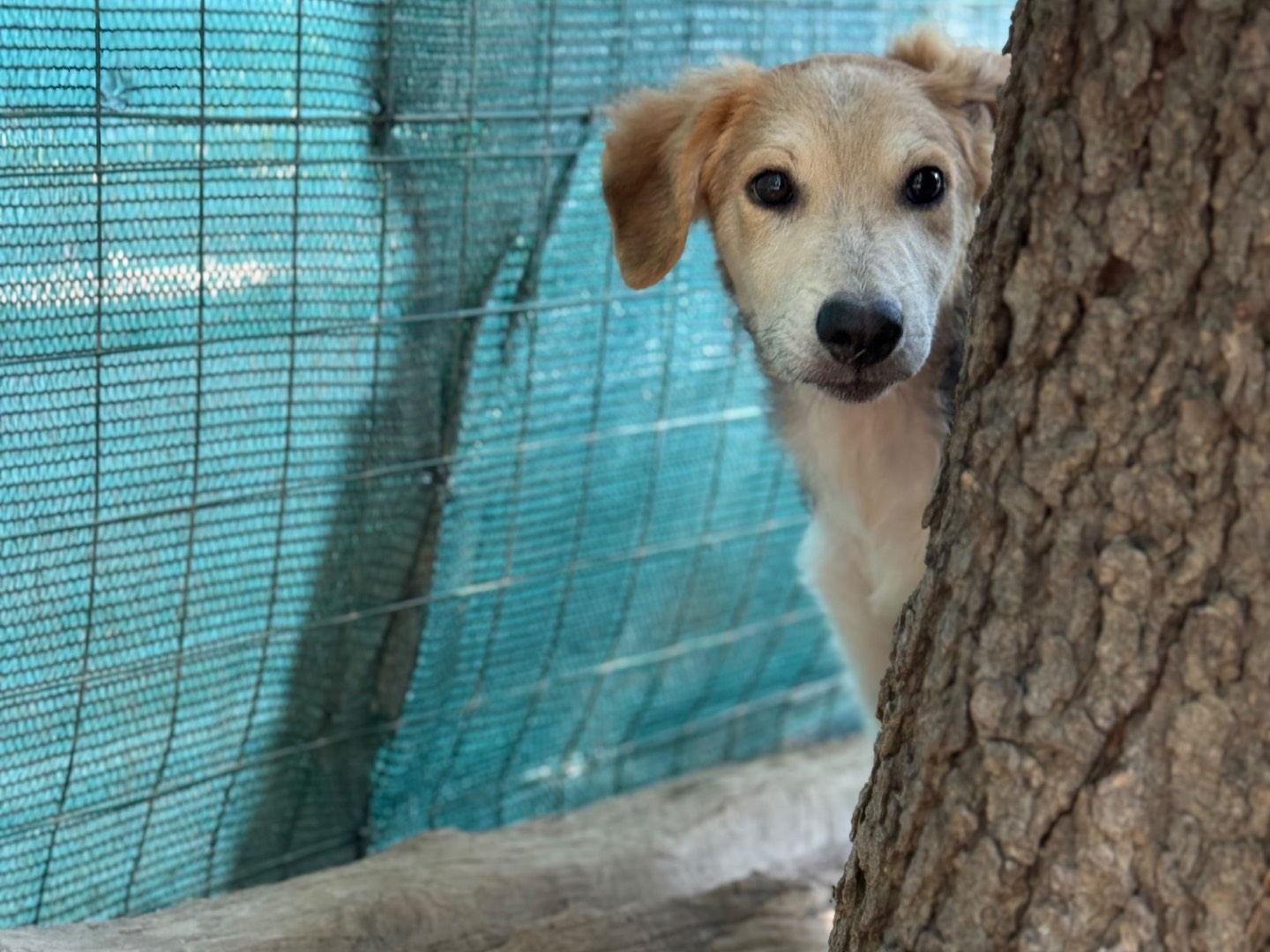 Vuoi adottare un cane a Milano?