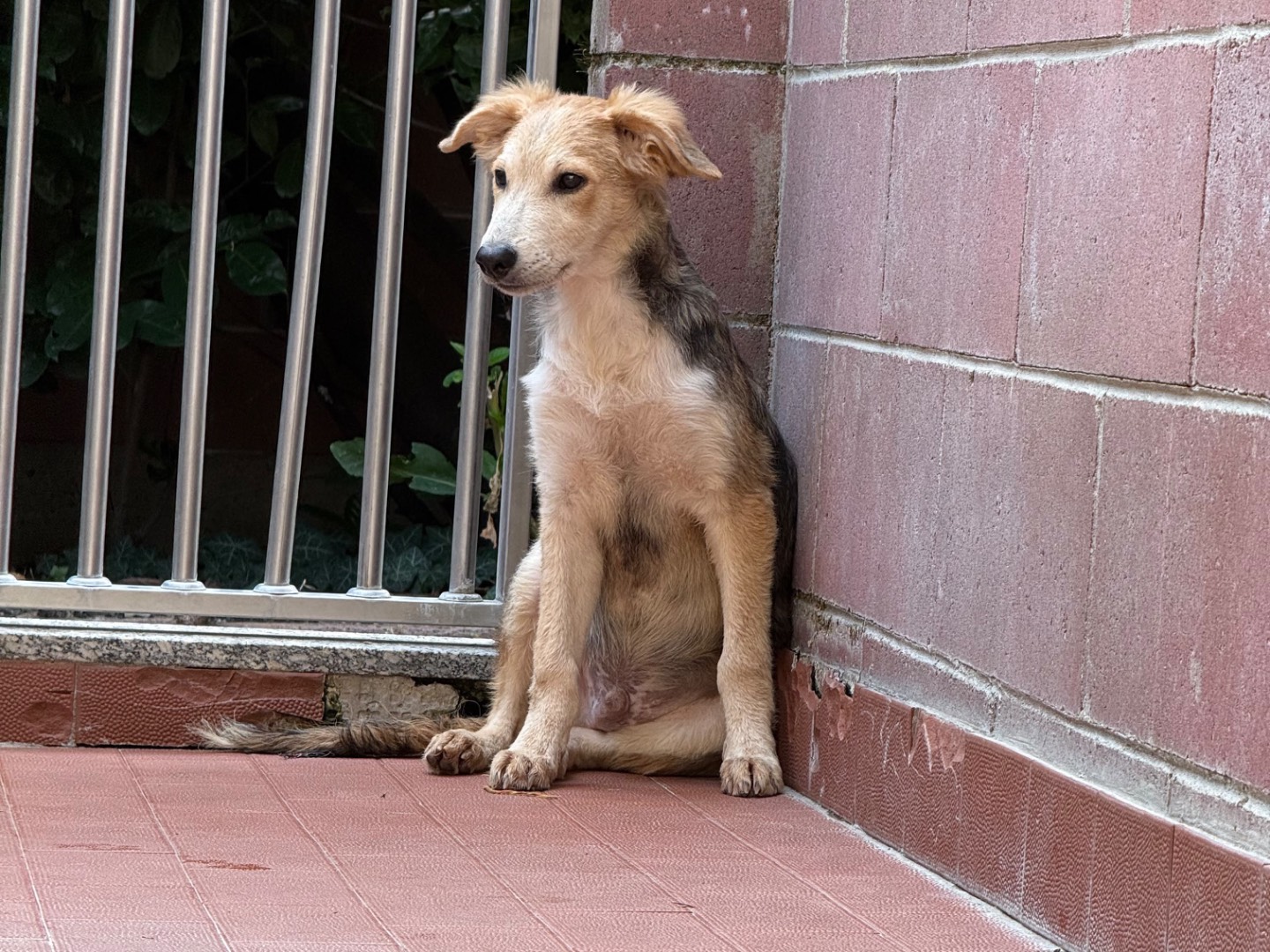 Adotta il cane Free a Milano