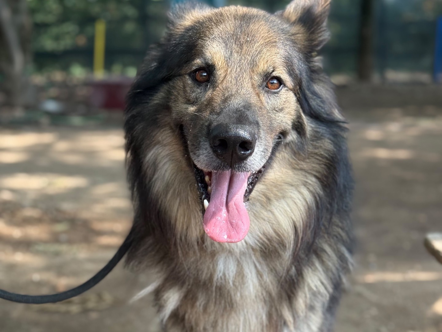 Adozione cane, maschio, Razza sconosciuta Razza sconosciuta, 4 anni e 1 mese, taglia grande, Milano