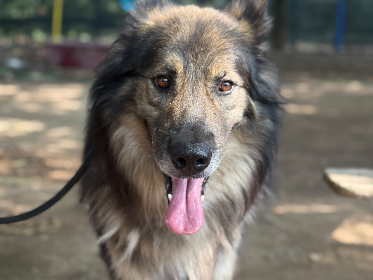 Adotta un cane, maschio, 4 anni e 1 mese, Milano