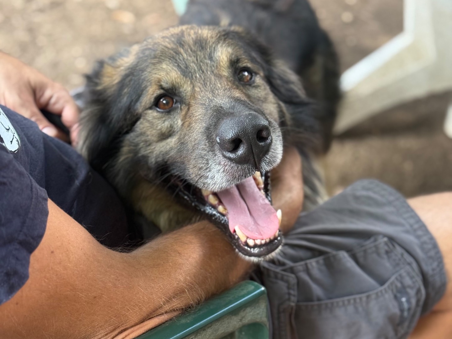 Adotta un cane, taglia grande, maschio, Milano