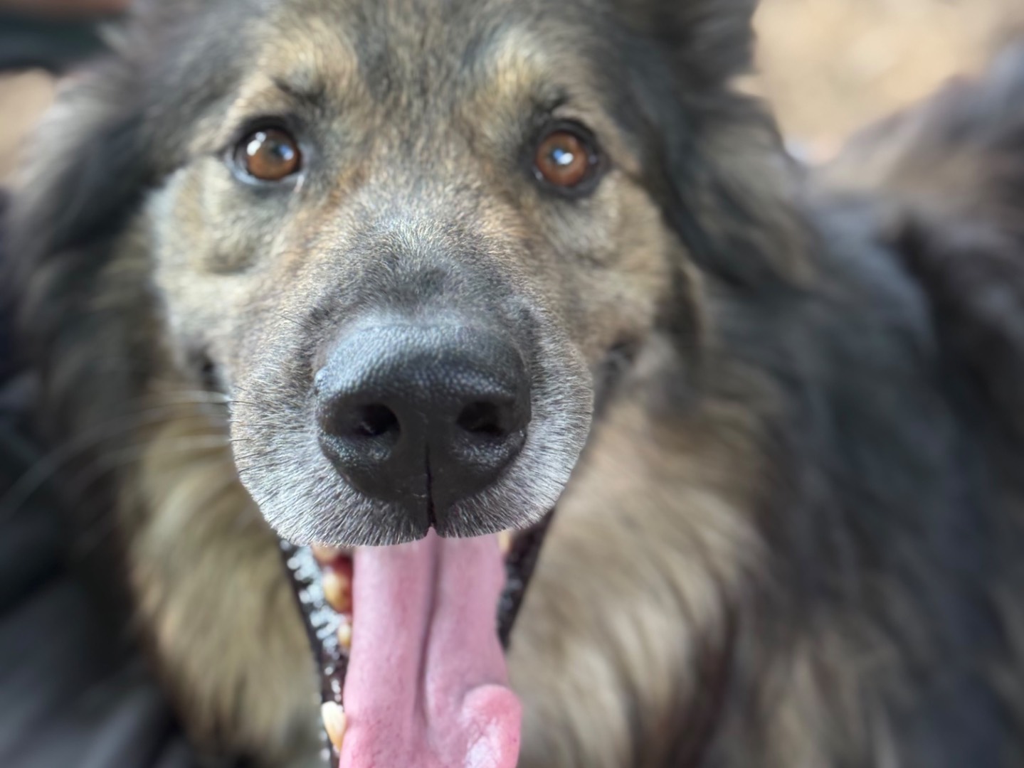 Vuoi adottare un cane a Milano?