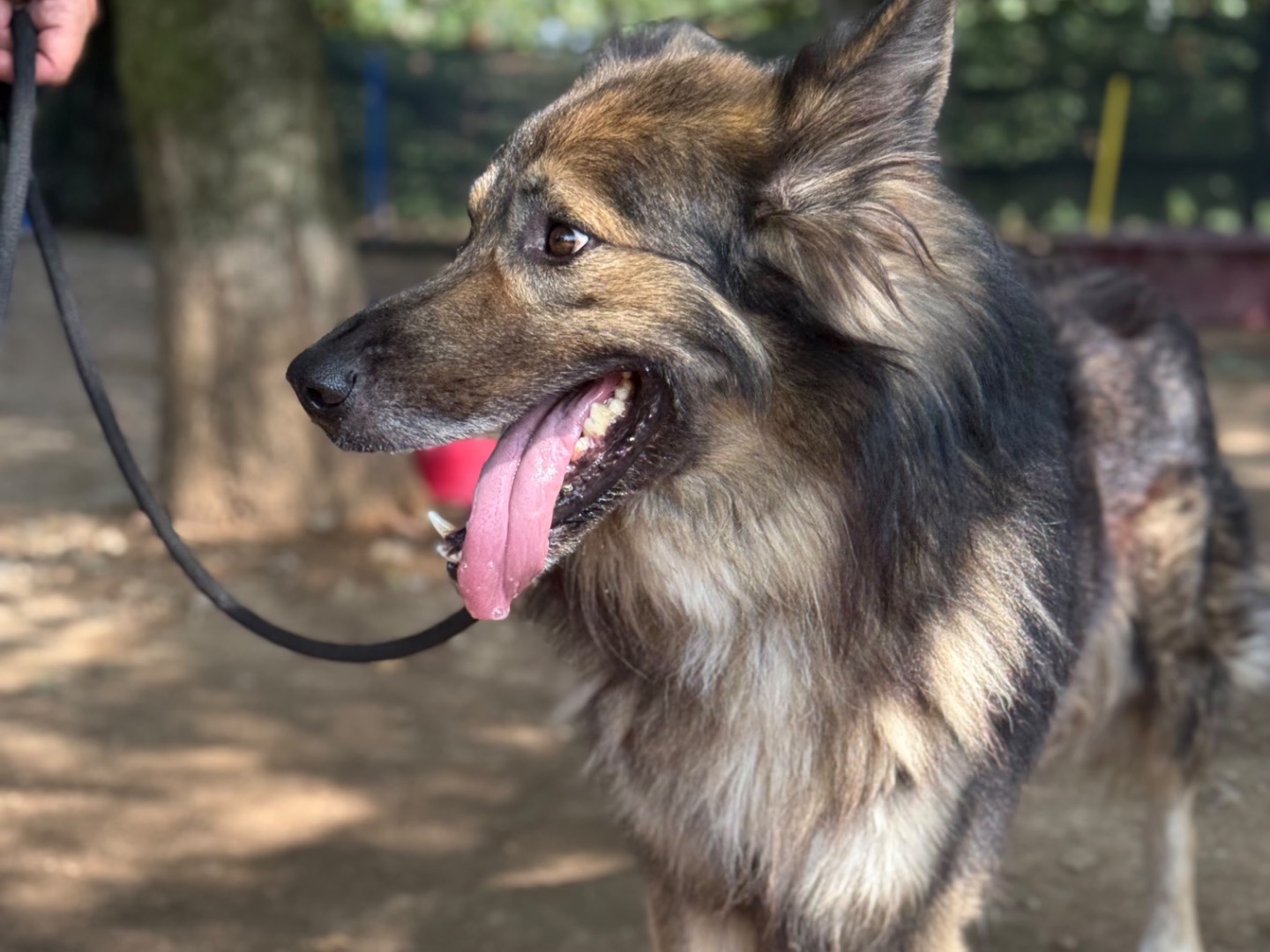 Adotta il cane Dalì a Milano
