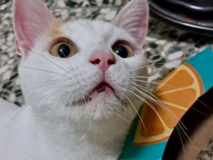 Adozione gatto, maschio, Razza sconosciuta Razza sconosciuta, 2 anni e 5 mesi, taglia non valida, Milano