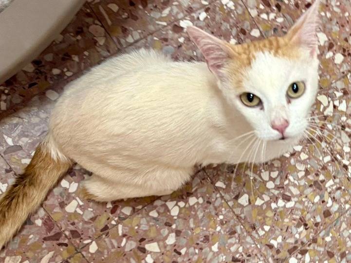 Adotta un gatto, maschio, 2 anni e 5 mesi, Milano